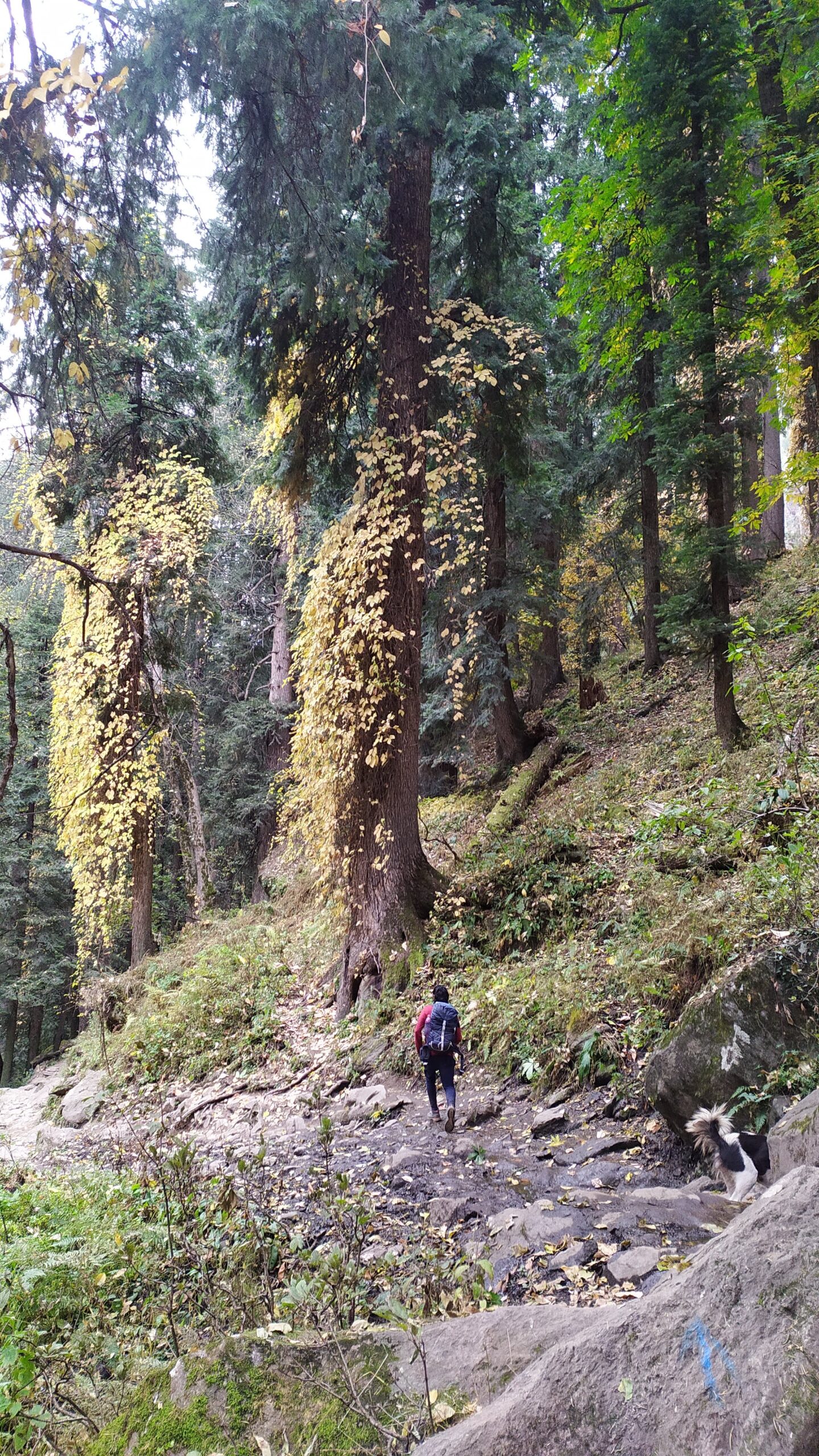 Kheerganga trek