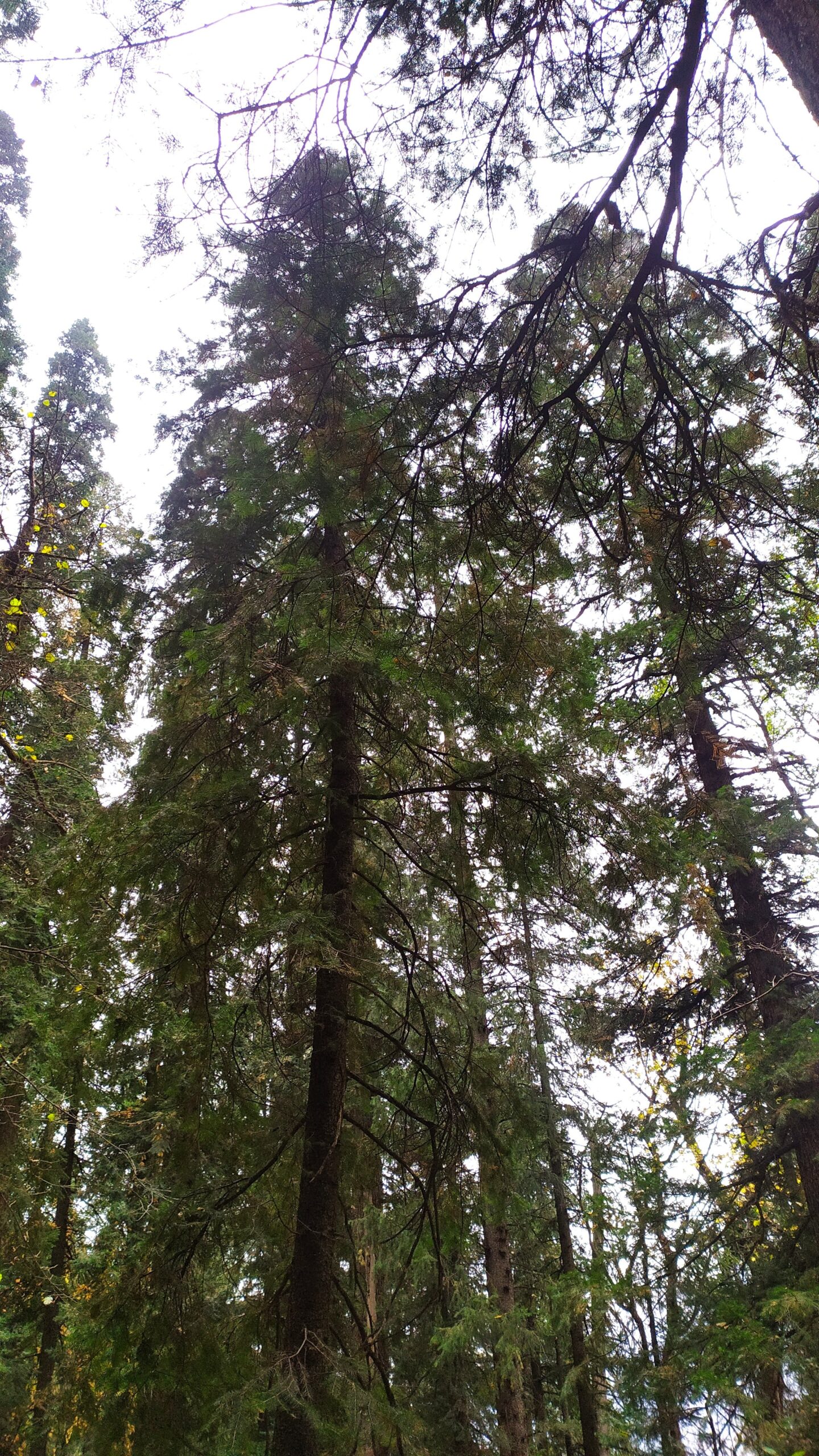 Kheerganga Trek