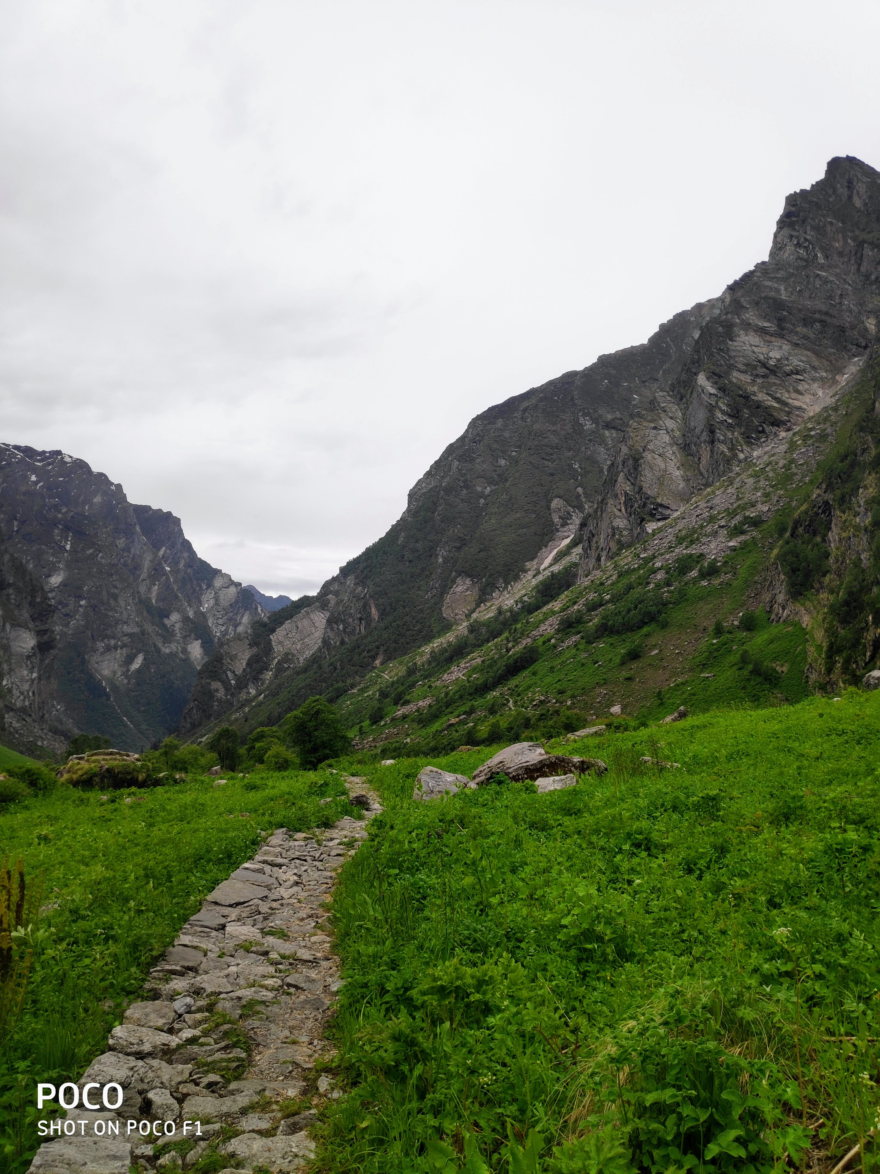 valley of flowers