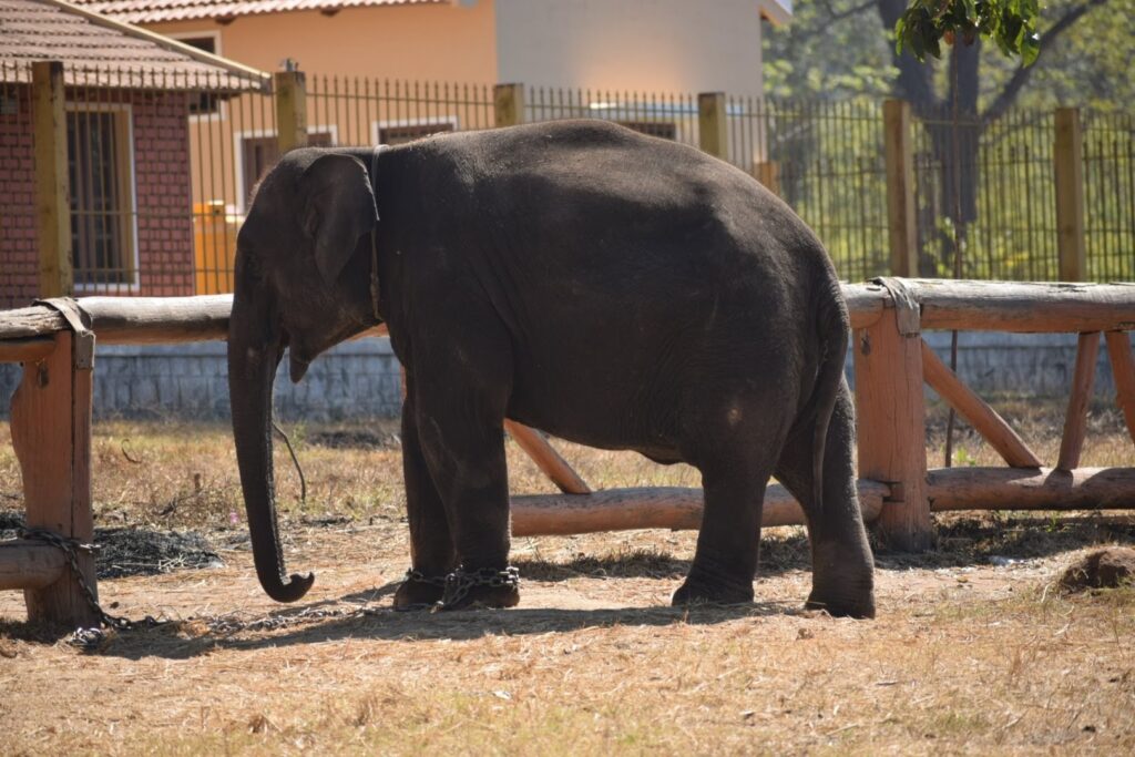  Dubare Elephant Camp