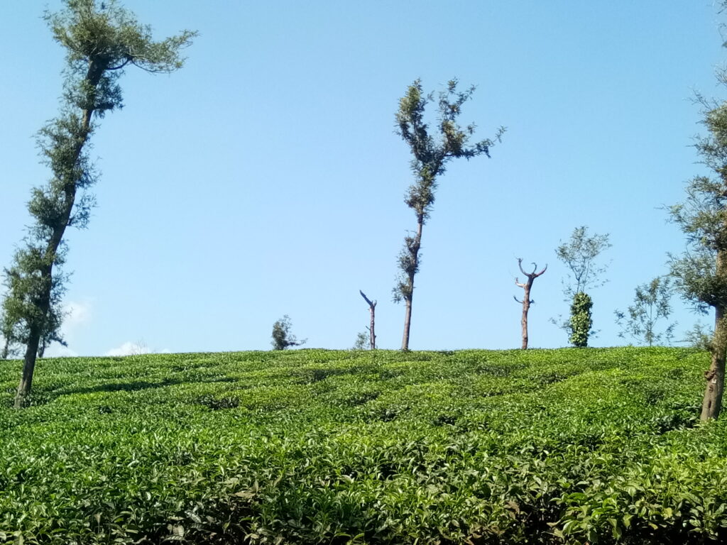 Glenlorna Tea Estate