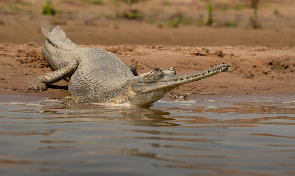 National Chambal Wildlife Sanctuary