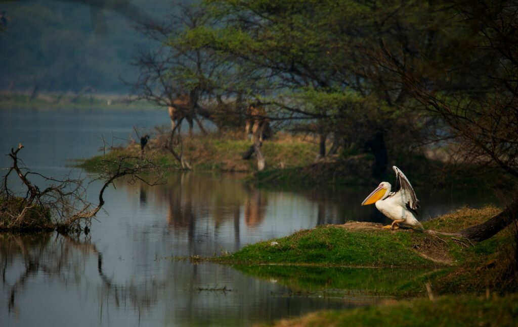 Bharatpur