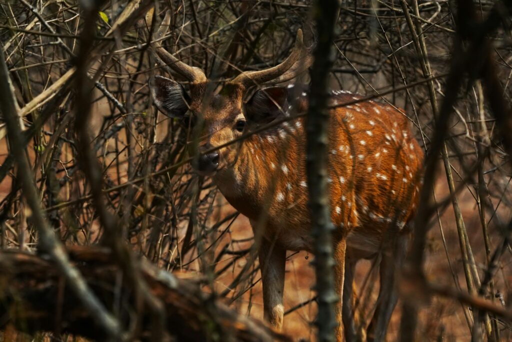 Mudumalai National Park