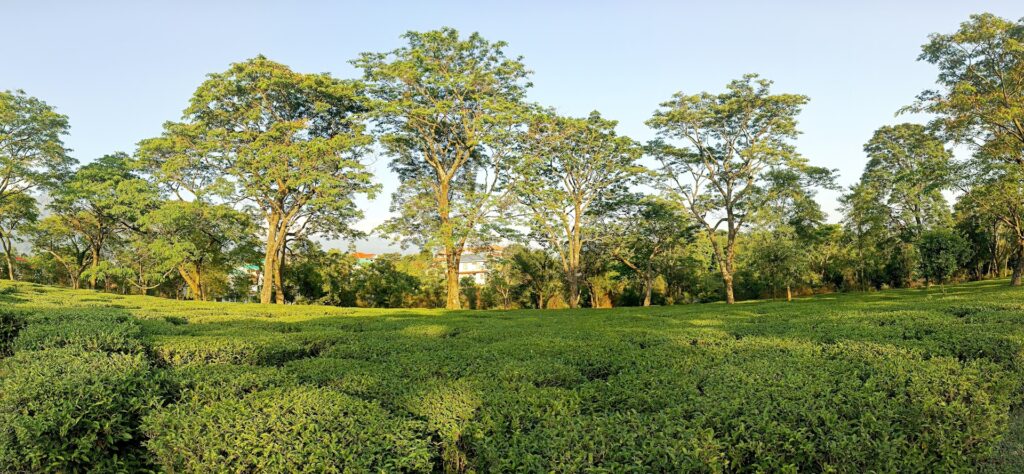Palampur