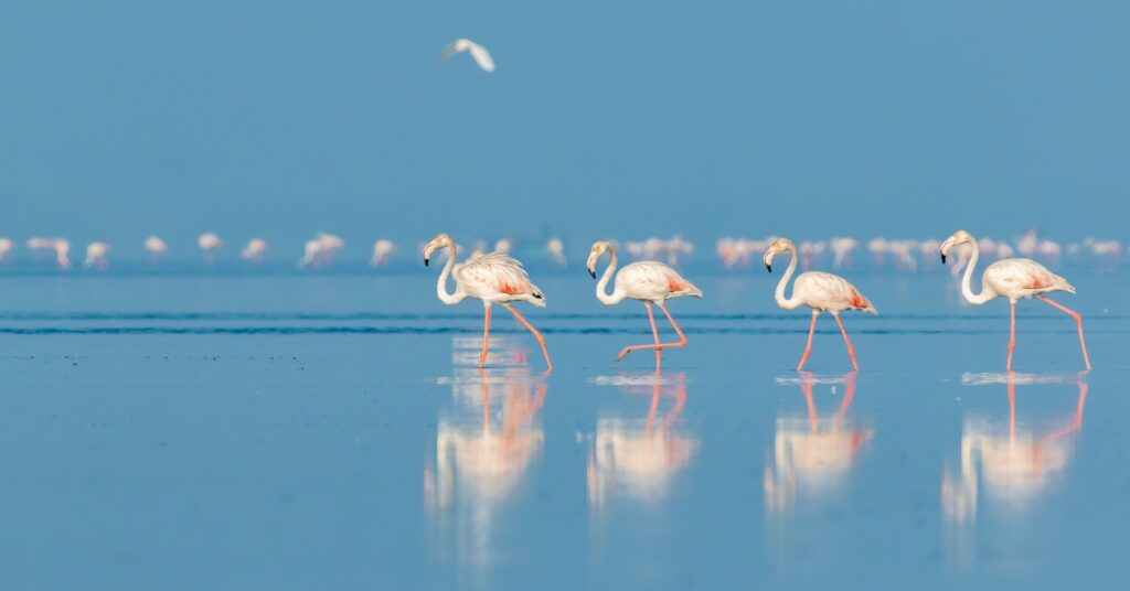 Pulicat lake