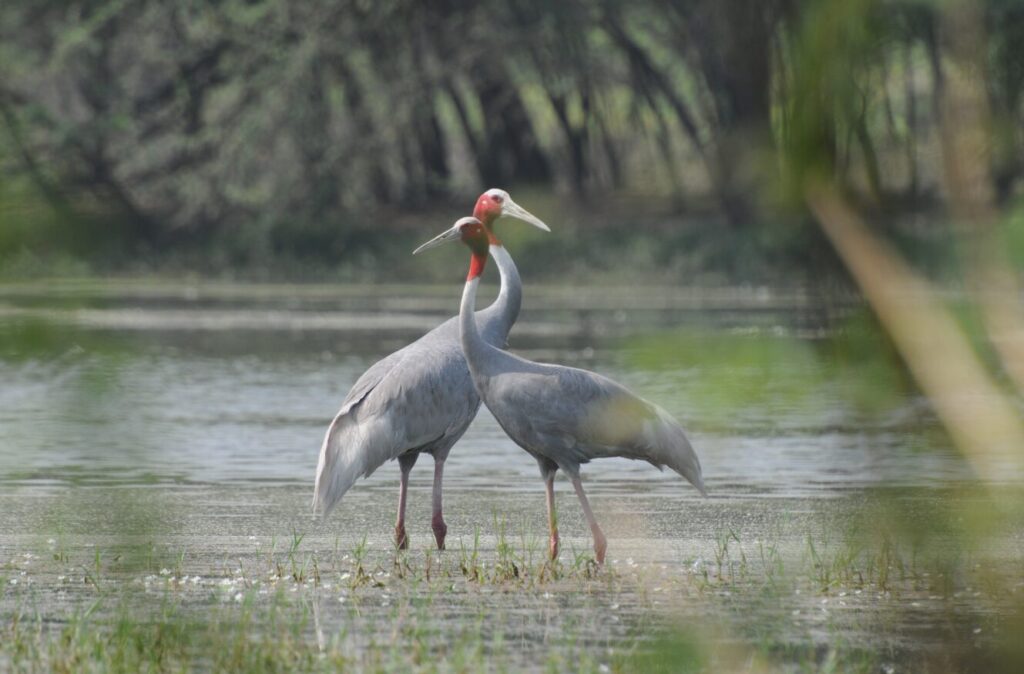 Sultanpur national park
