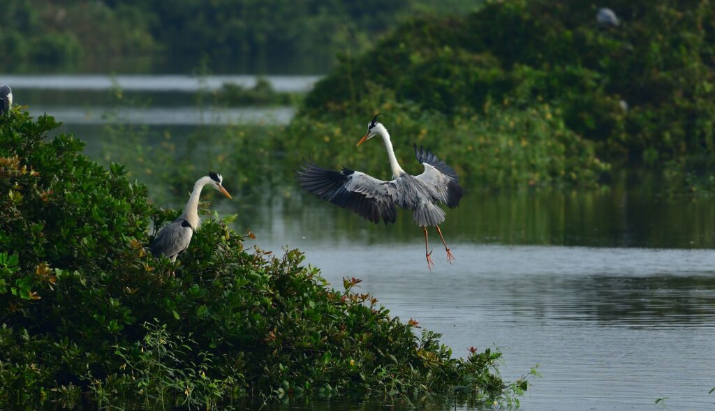 Vedanthangal bird Sanctuary
