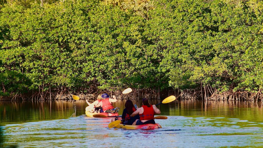 Mangrove Kayaking