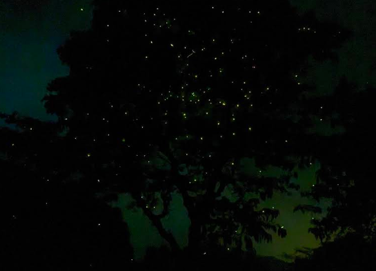 fireflies festival