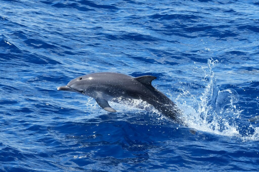 Dolphin Watching