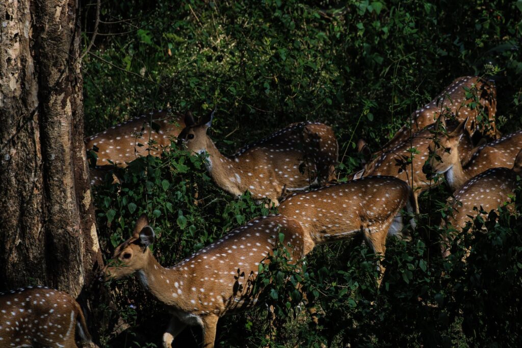 Nagarhole