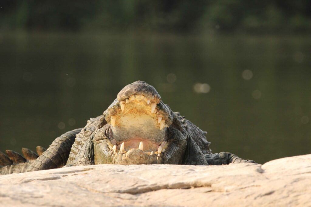 Ranganathittu Bird Sanctuary