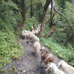 Kheerganga trek