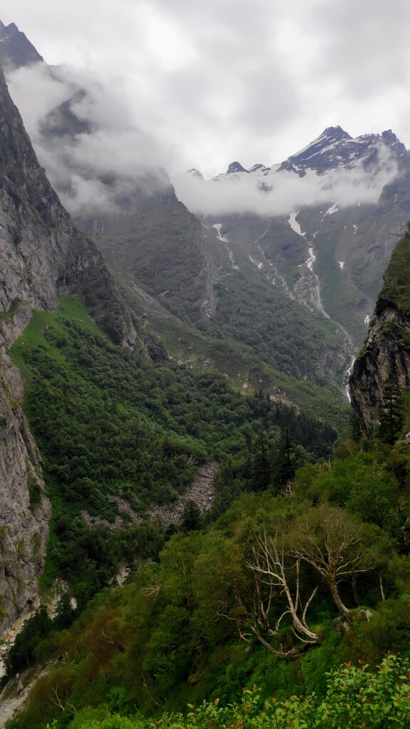 valley of flowers
