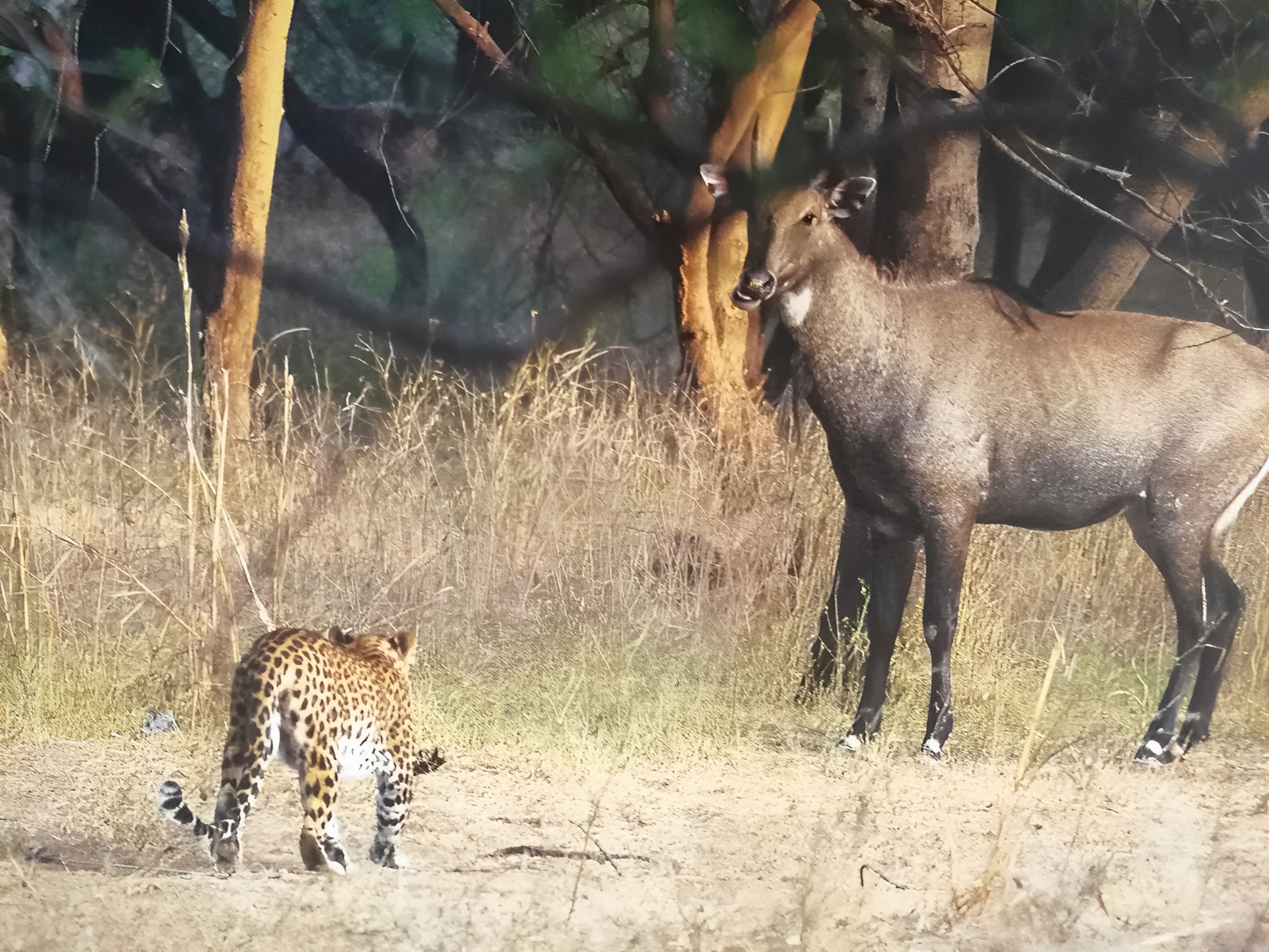 Jhalana Leopard Reserve, Jaipur, Rajasthan jhalana-leopard-reserve-2-picwish