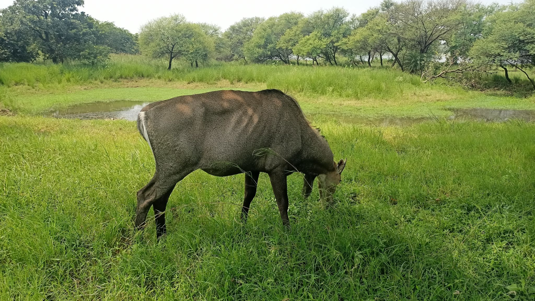 Van Vihar National Park, Wildlife, Safari : Bhopal image