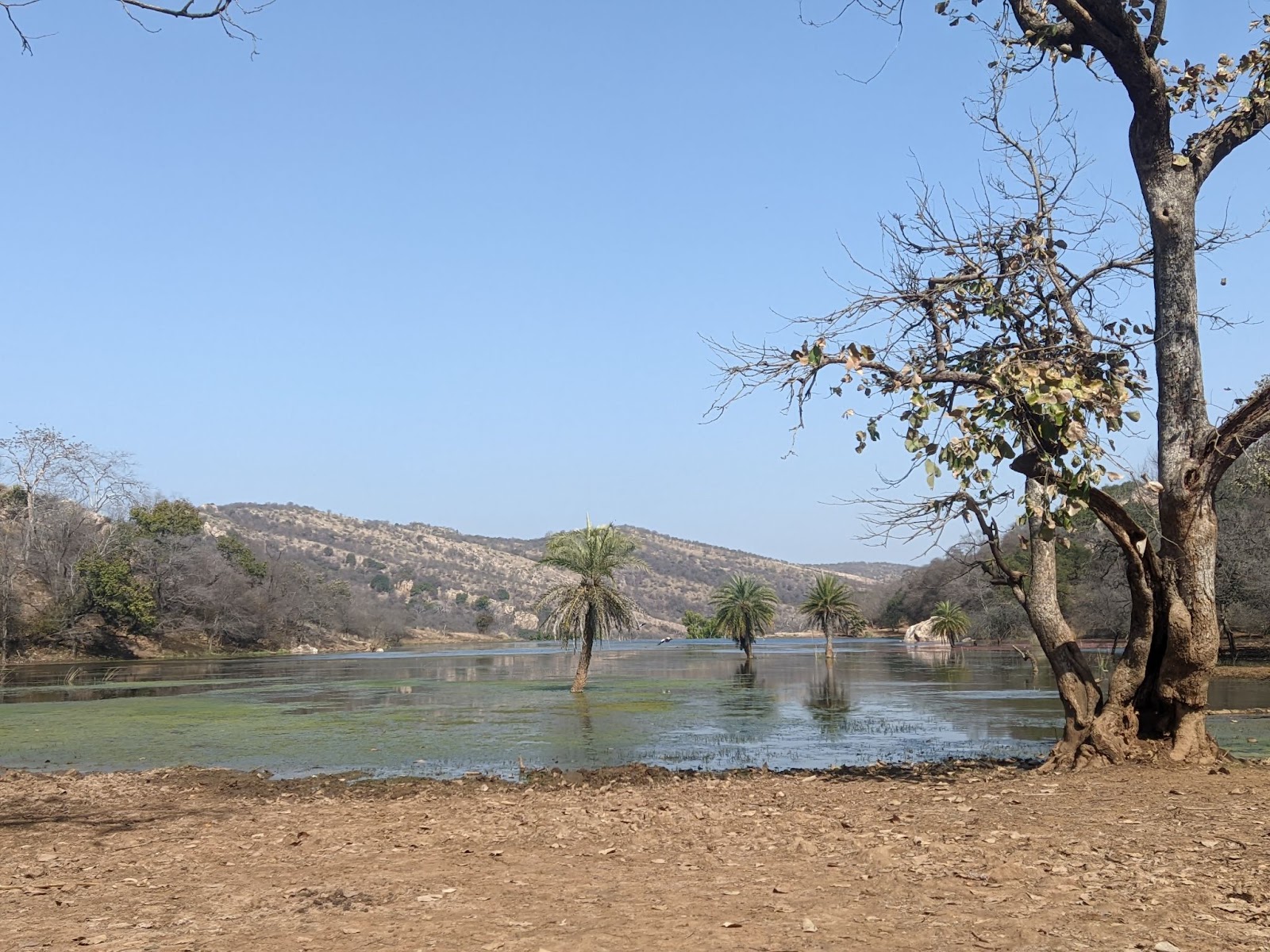 Kachida Valley, Ranthambore, Swai Madhopur