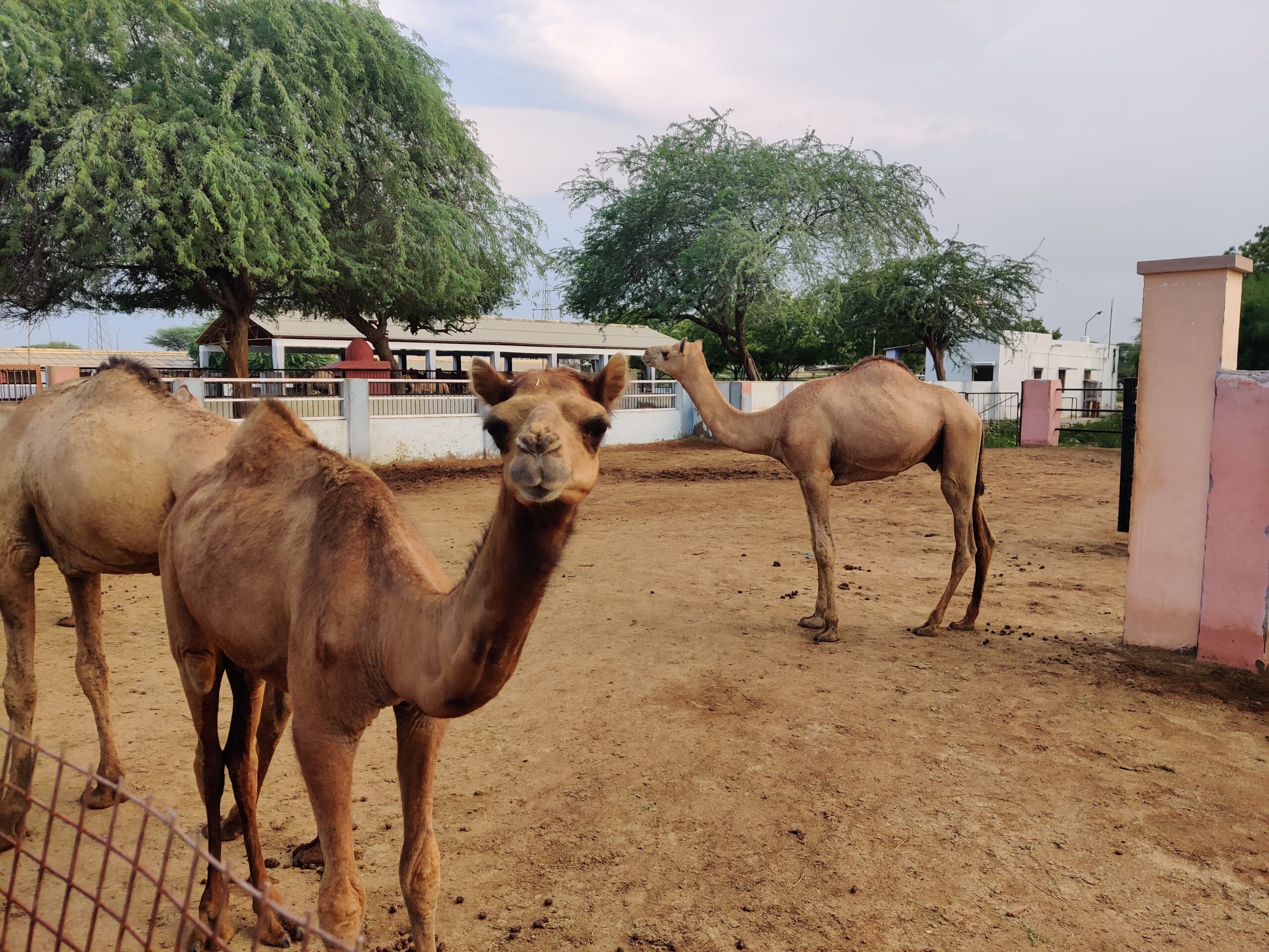 National Research Center on Camels, 2,000 Acres, Breeding Farm- Bikaner National research centre camel