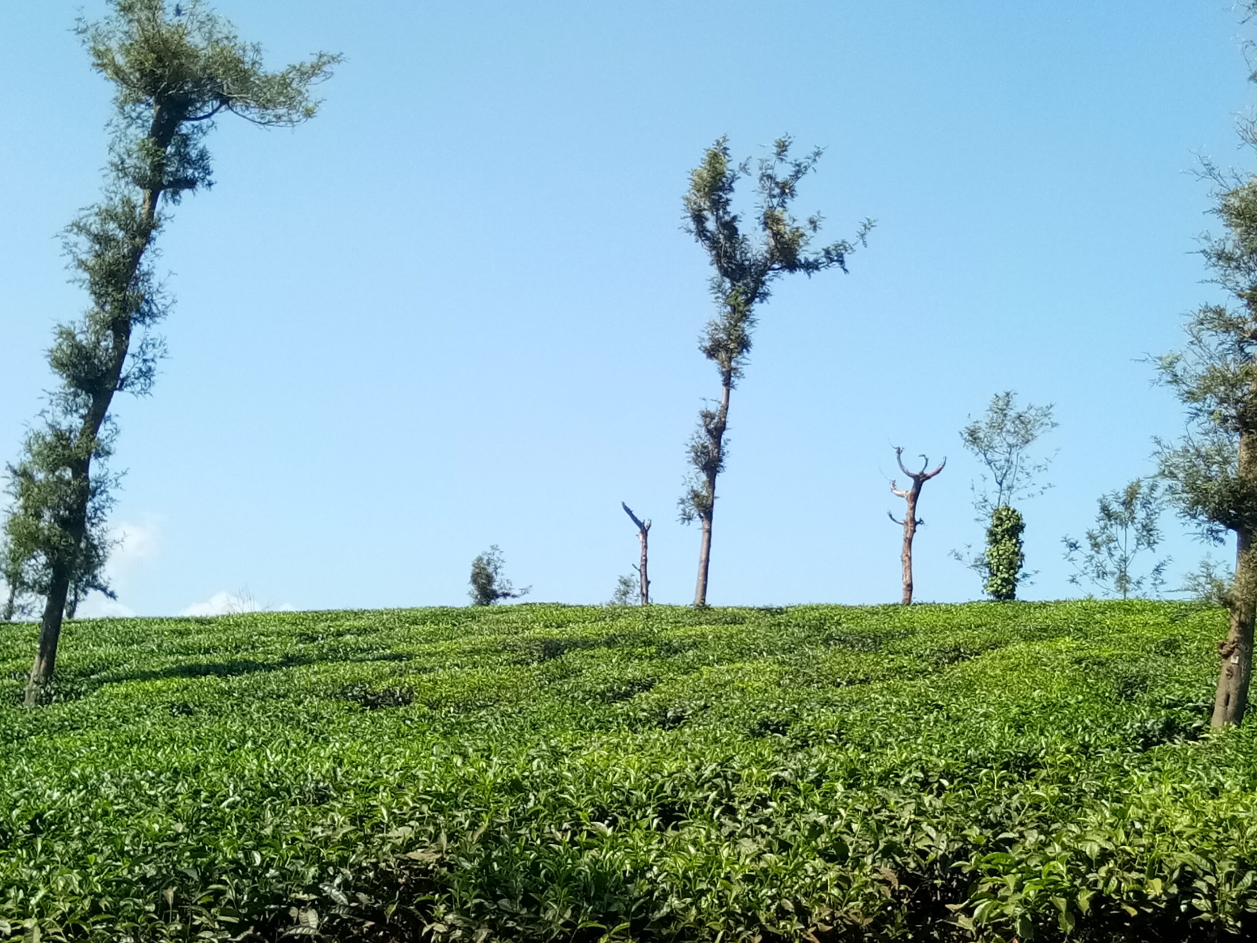 Glenlorna Tea Estate, History, Best Time - Coorg glen tea estate