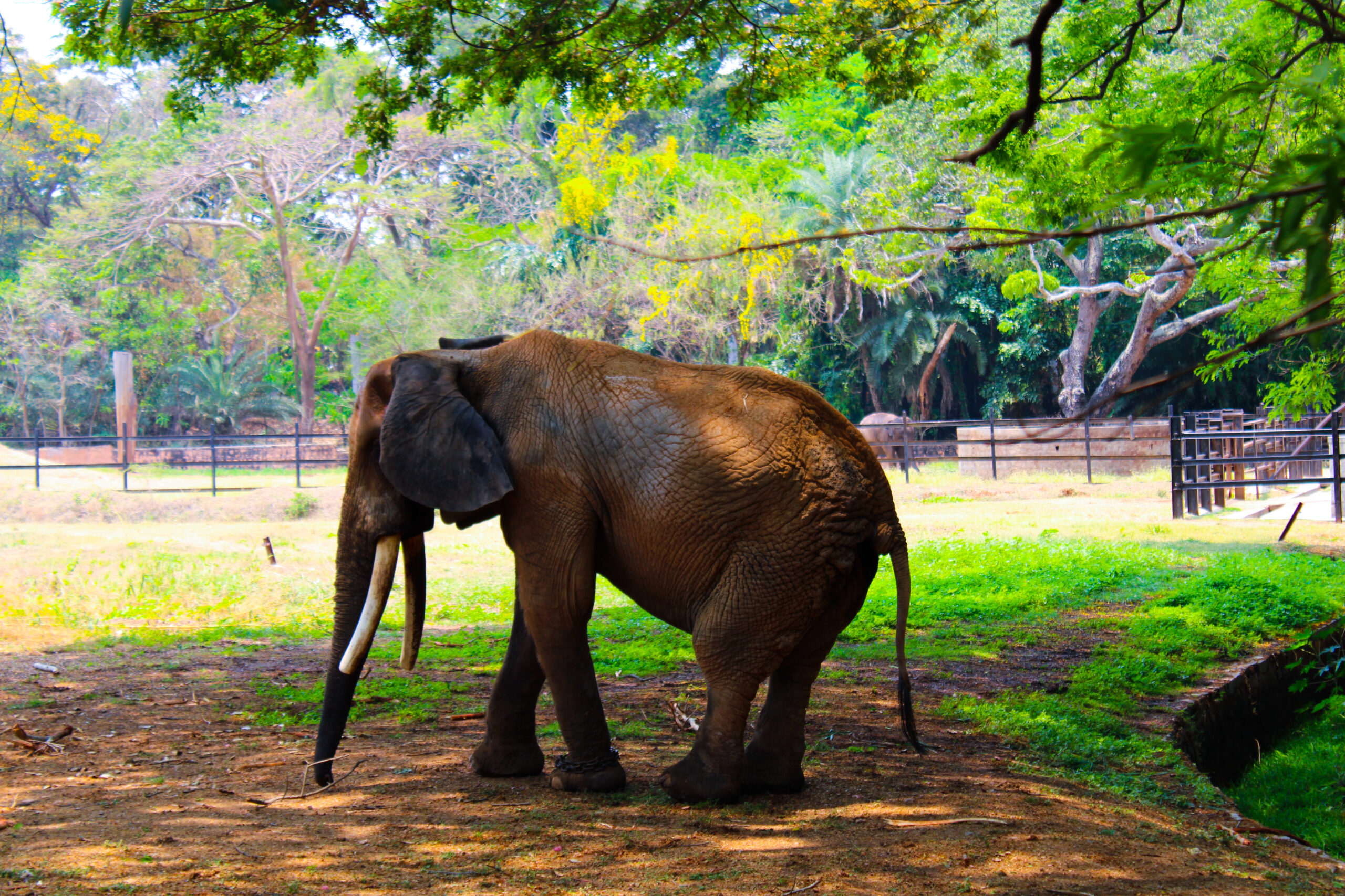 Mysore Zoo (Chamarajendra Zoological Gardens), Timing, Entry Fees mysore zoo