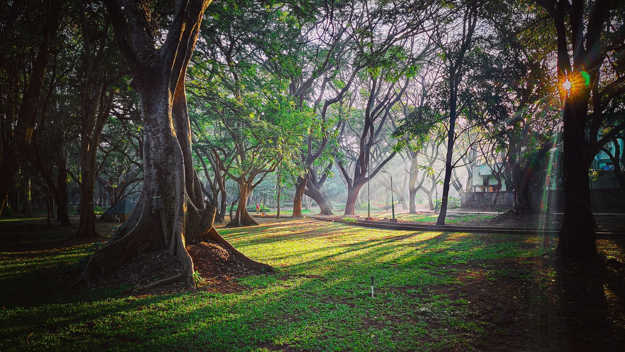 Cubbon Park, History, Activities, Timing- Bengaluru Cubbon Park