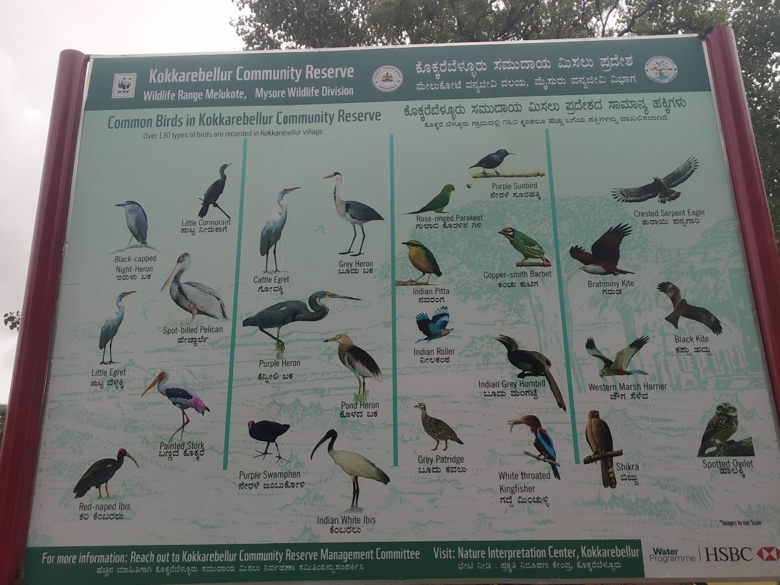 Kokkare Bellur Bird Sanctuary, Timing, Best Season - Mysore