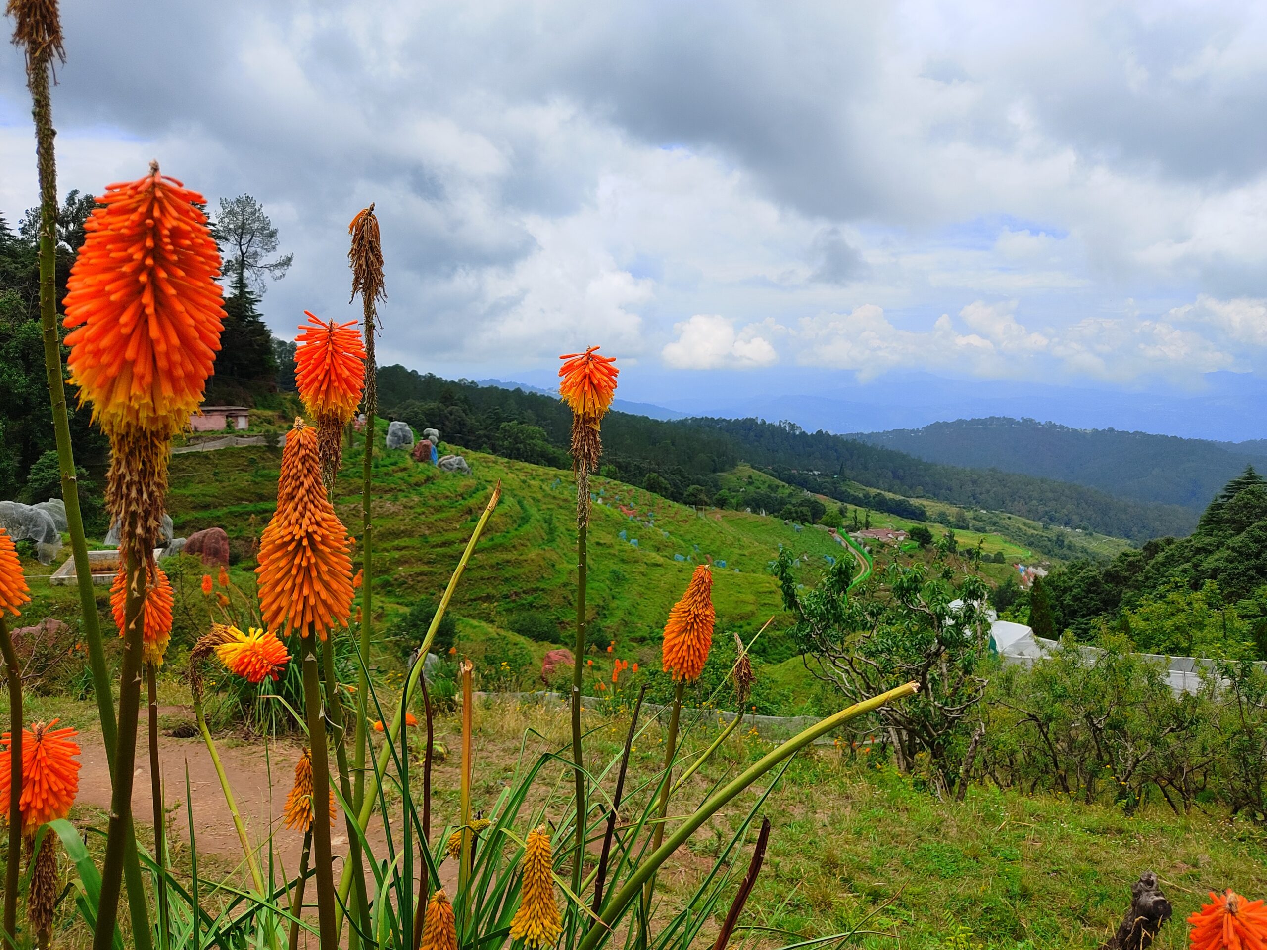Chaubatia garden, History, Orchards, Timing, Almora Chaubatia garden