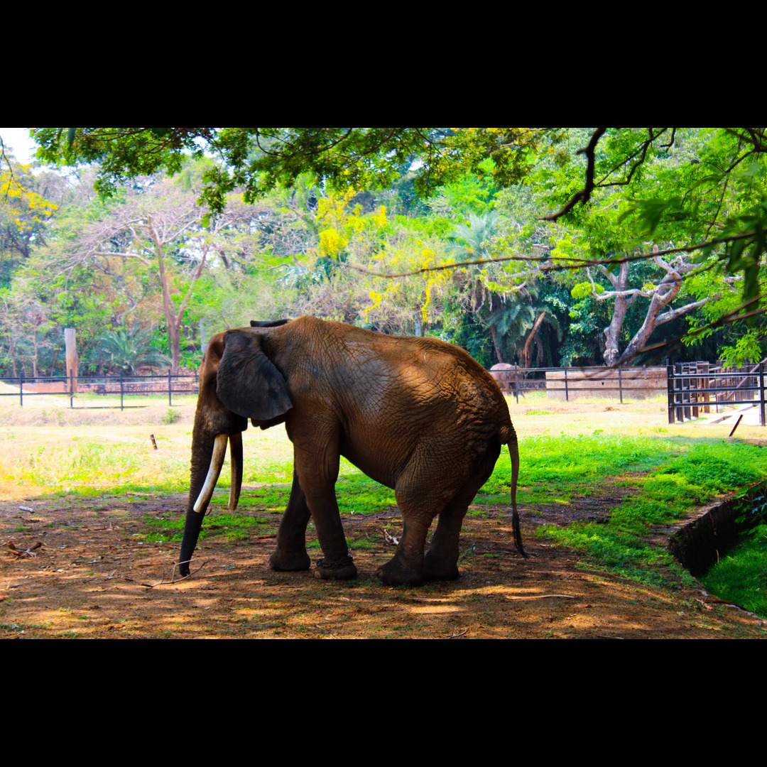 Mysore zoo