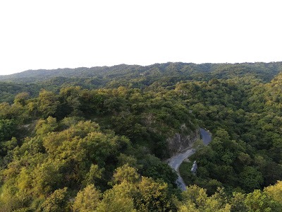 Dasuya Forest