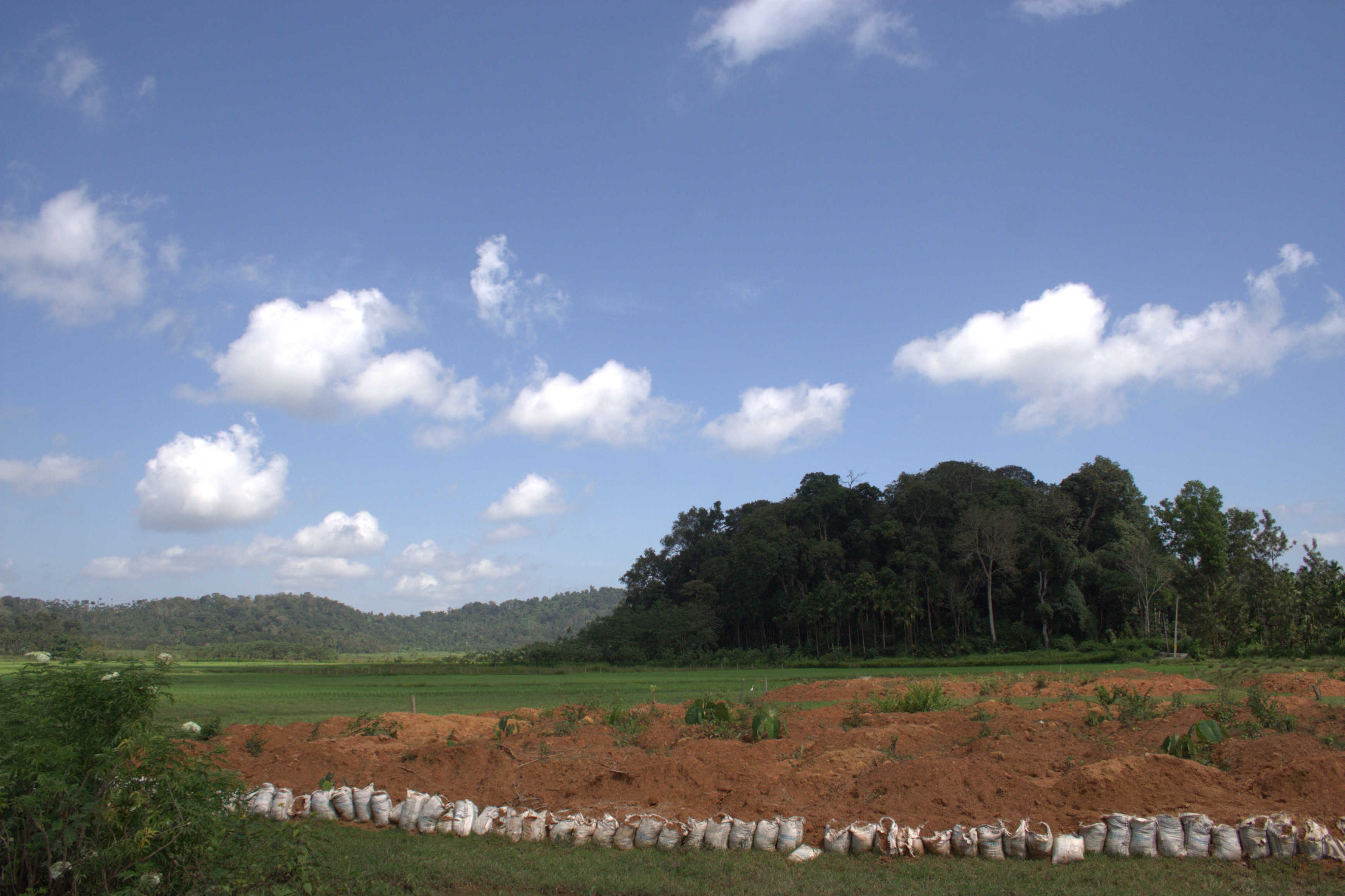 Phungyo Sacred Grove, Ukhrul - Manipur Phungyo Sacred Grove, Ukhrul
