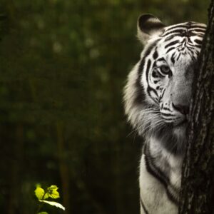 wildlife, tiger