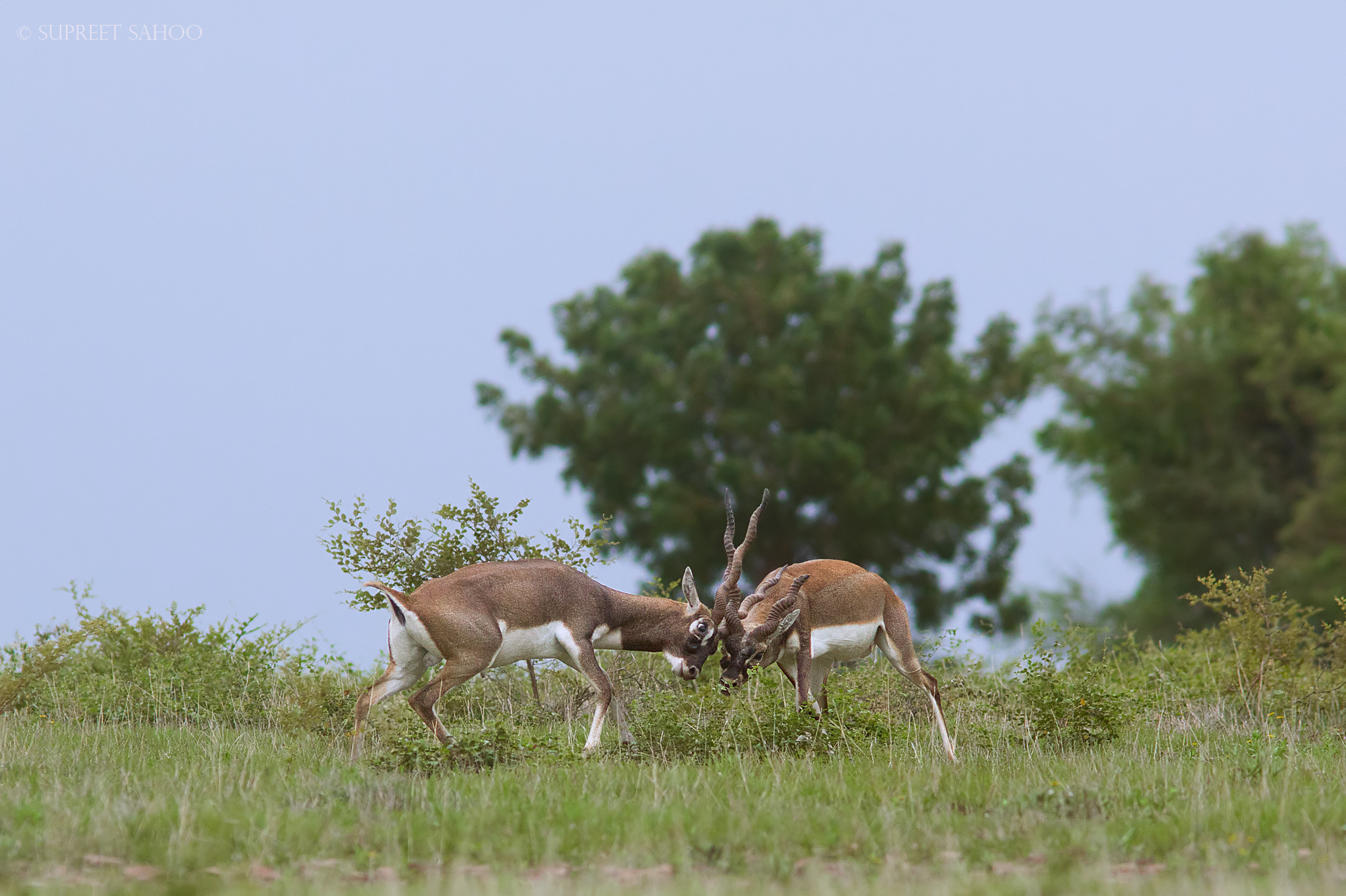 Rollapadu Wildlife Sanctuary, Dry grasslands, Flora, Best Time Rollapadu Wildlife Sanctuary