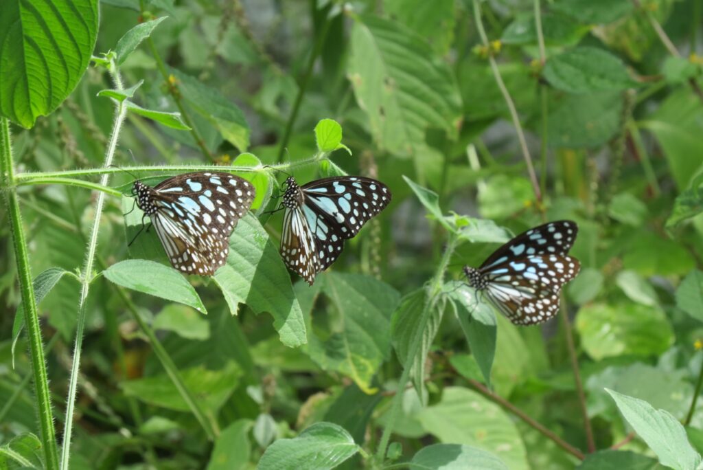 Gundla Brahmeswaram Wildlife Sanctuary