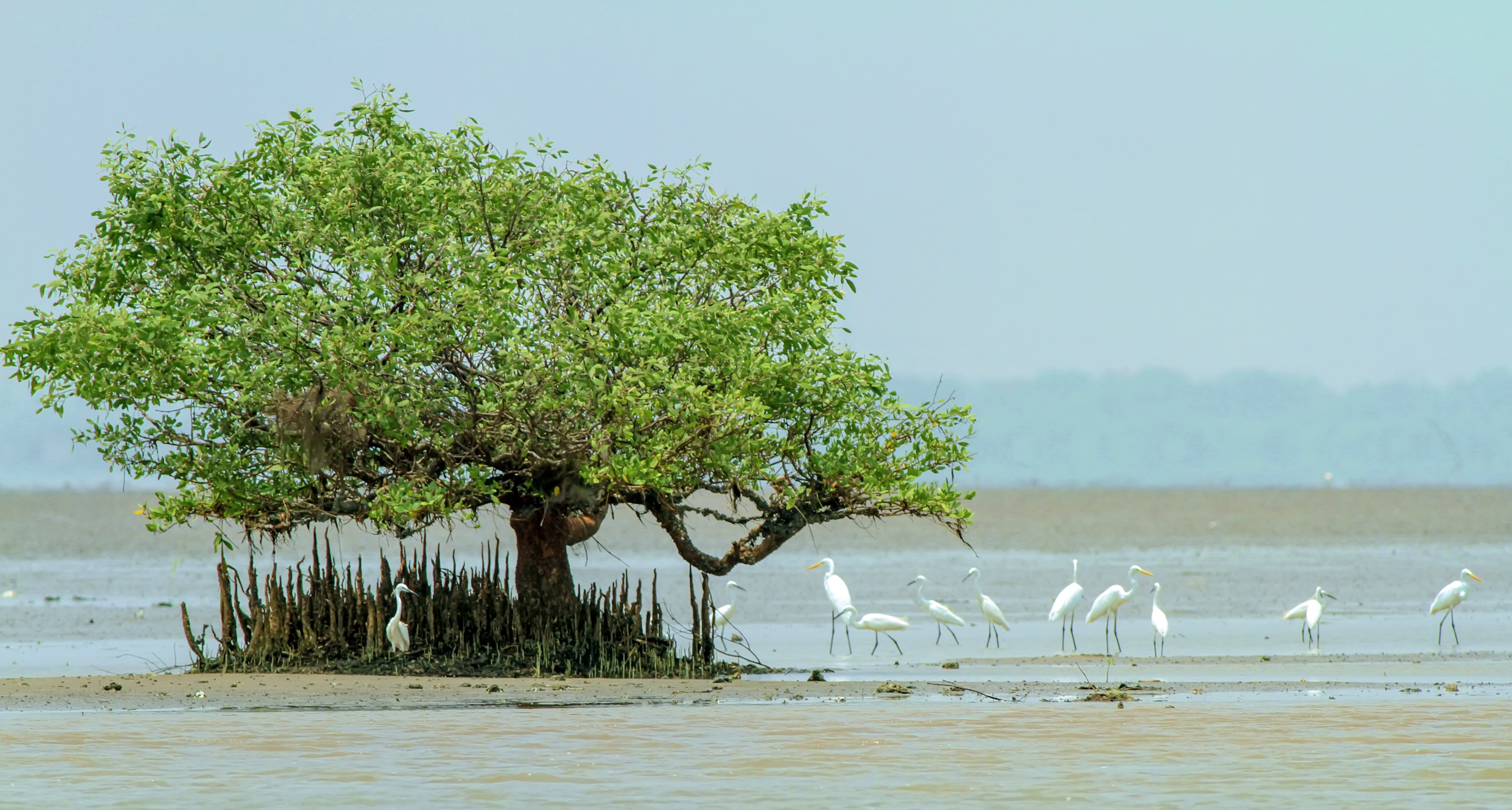 Coringa Wildlife Sanctuary: Mangrove and Estuarine Haven -Andhra Pradesh Coringa_Wildlife_Sanctuary_