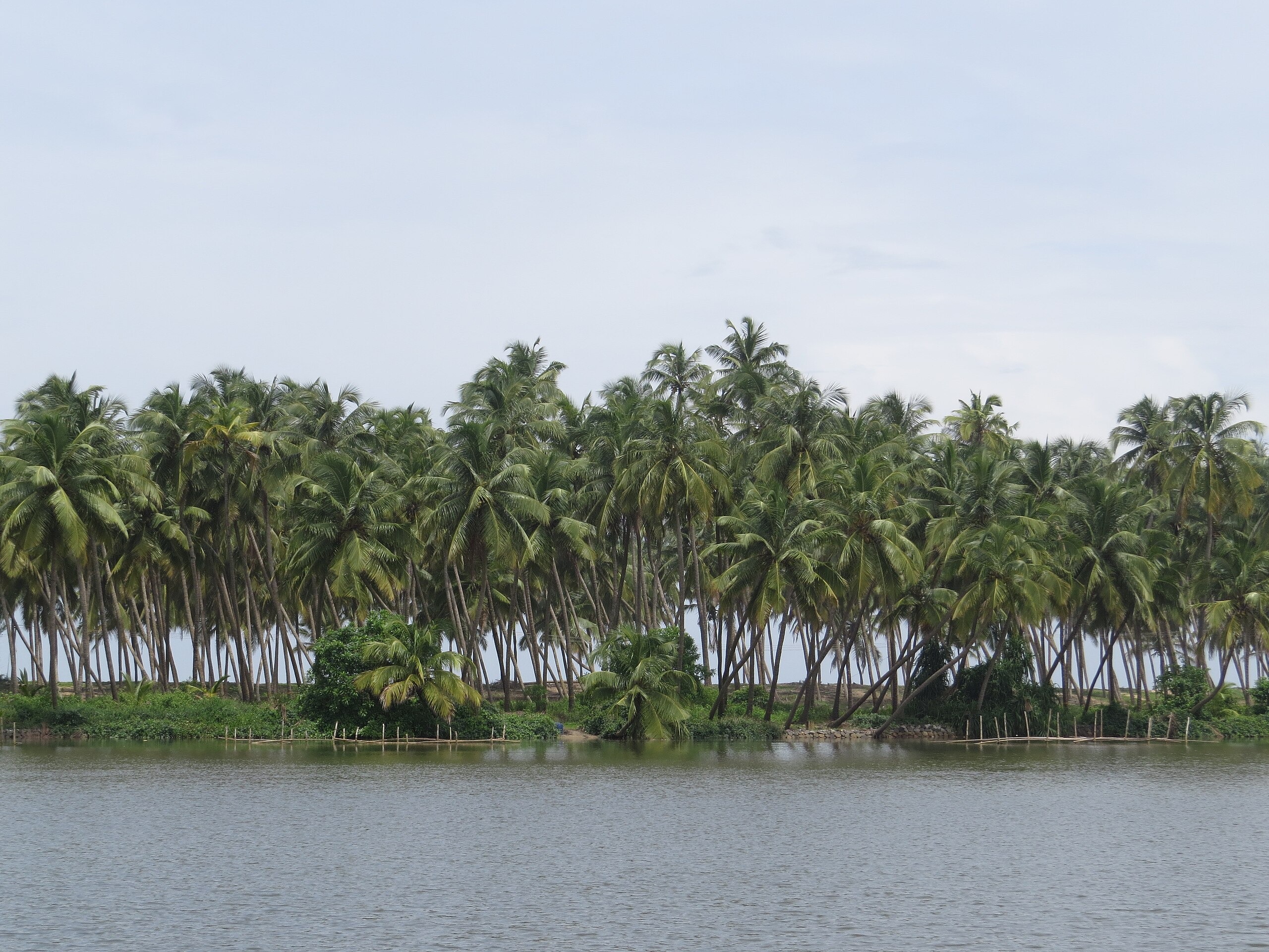 Kavvayi Backwaters, Attractions, Best Time - Kasaragod Kavvayi Backwaters