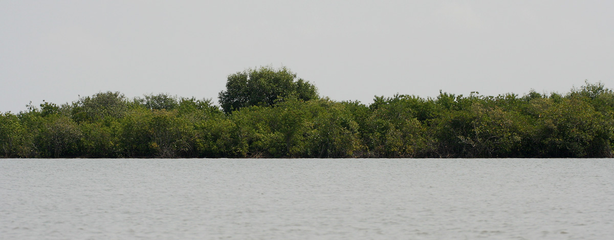 Krishna Wildlife Sanctuary: A Coastal Biodiversity Haven Krishna Wildlife Sanctuary