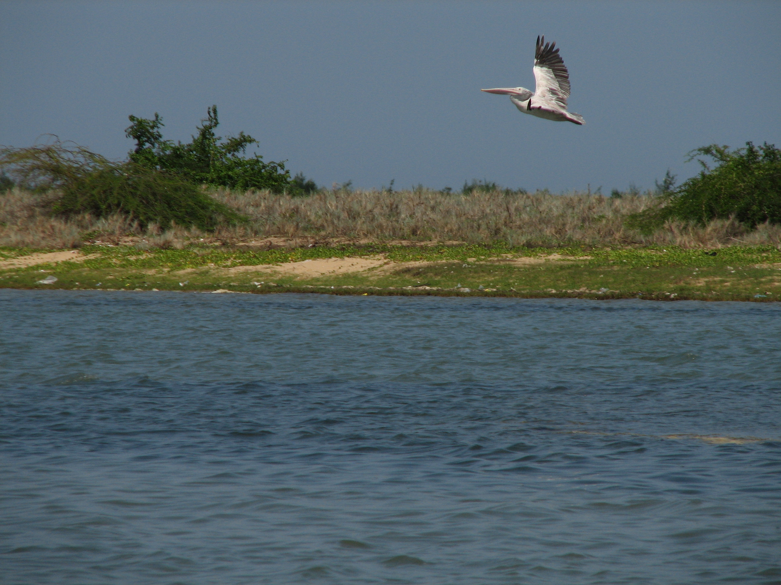 Pulicat Lake Bird Sanctuary, Best Time, Things To Do - Andhra Pradesh Pulicat-Spotted_Pelican