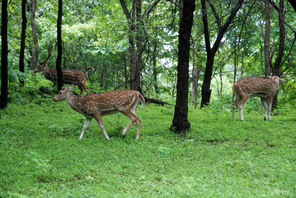 Satmalia Wildlife Sanctuary