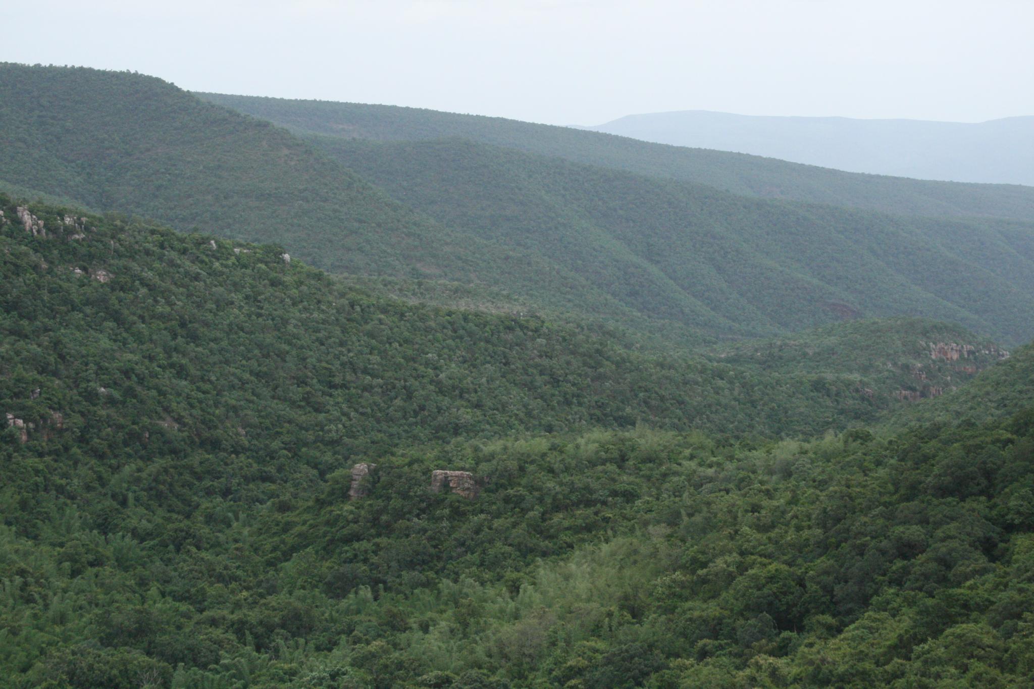 Sri Venkateswara National Park: Andhra Pradesh Sri Venkateswara National Park
