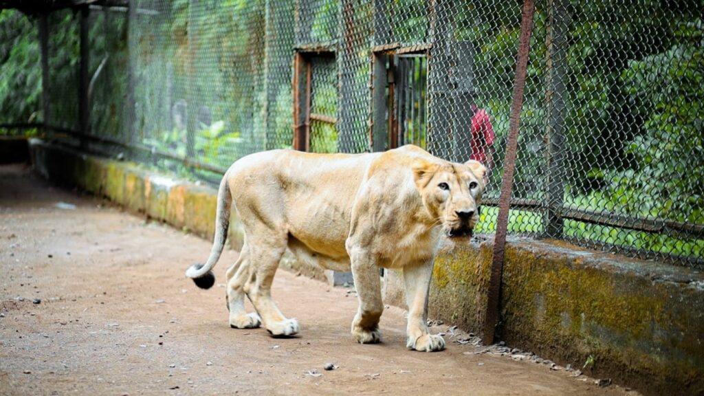 Vasona Lion Safari Park, Diu