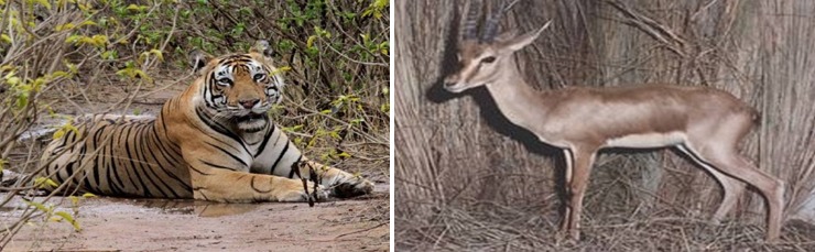 Sri Lankamalleswara Wildlife Sanctuary