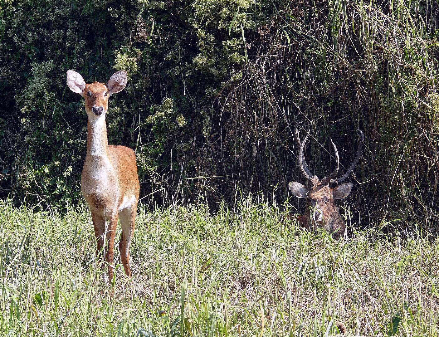 Manipur Zoological Garden, Langol Hills 1407px-Sangai_Brow-antlered_Deer_Rucervus_eldii_eldii_Manipur_by_Dr._Raju_Kasambe_(1)