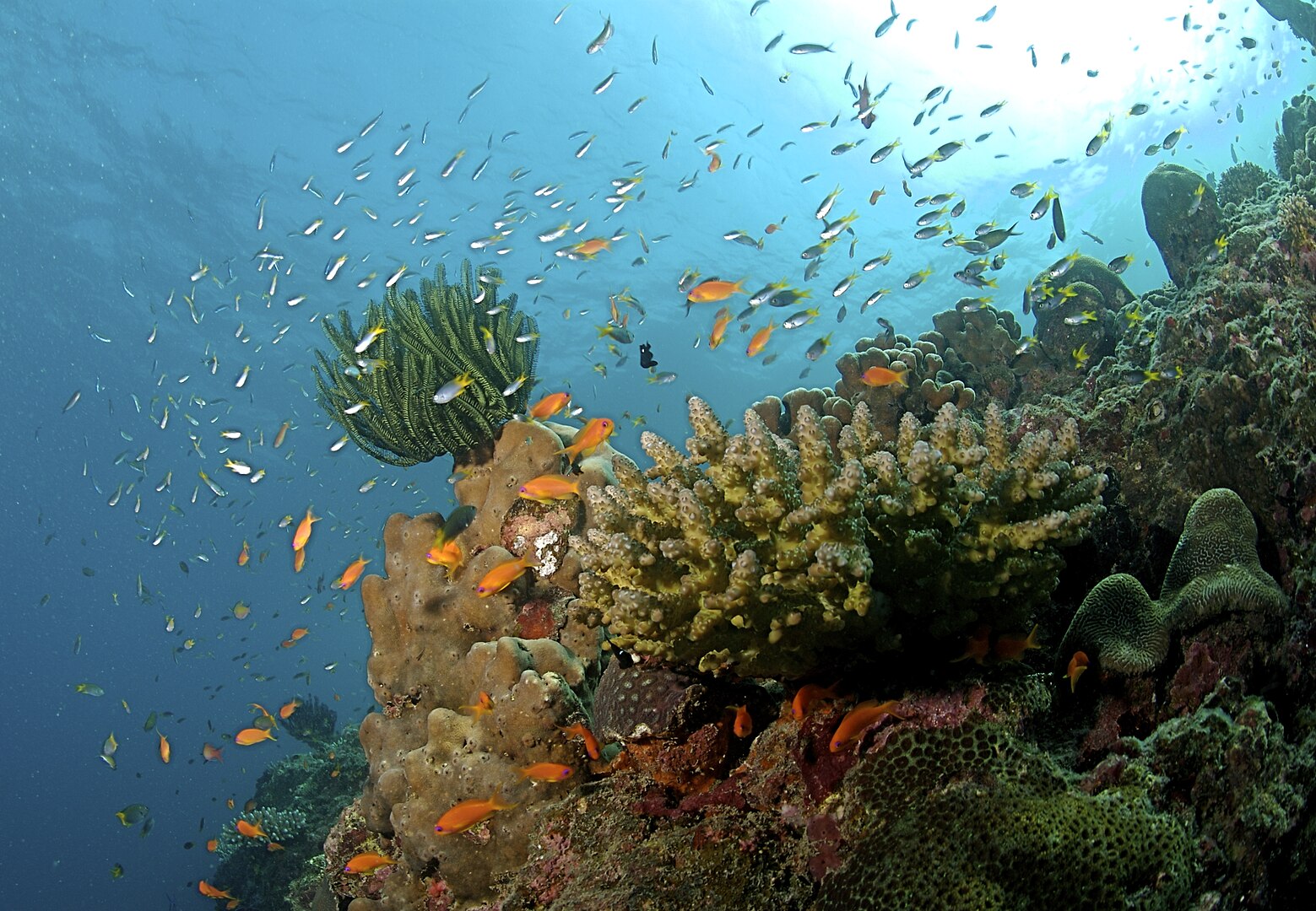 Travel Guide To Andaman and Nicobar Islands 1559px-The_Coral_Reef_at_the_Andaman_Islands