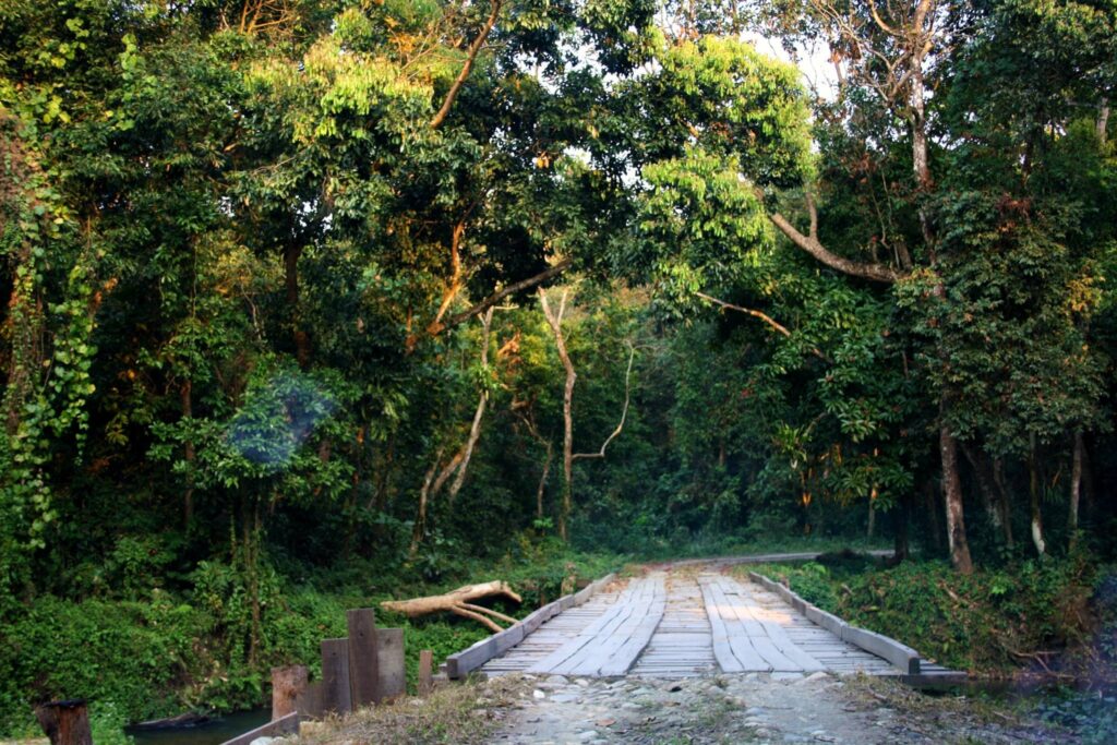 Chilapata Forest