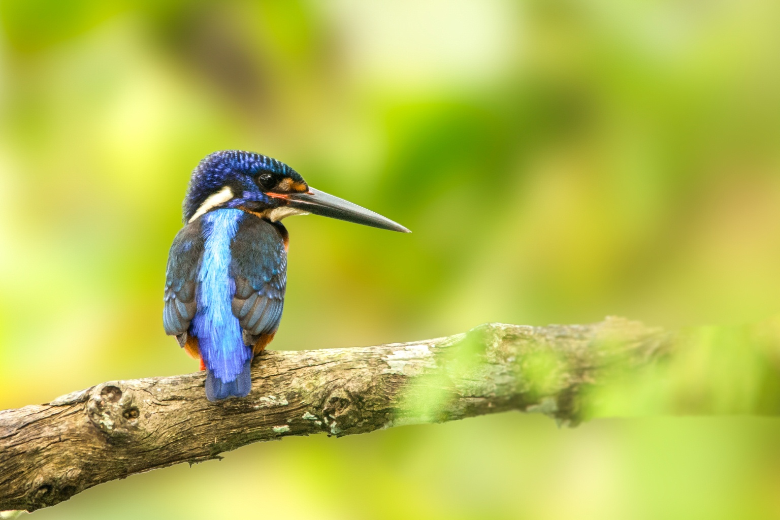 Dehing Patkai Wildlife Sanctuary, Amazon of the East, Flora, Fauna - Assam Blue-eared kingfisher