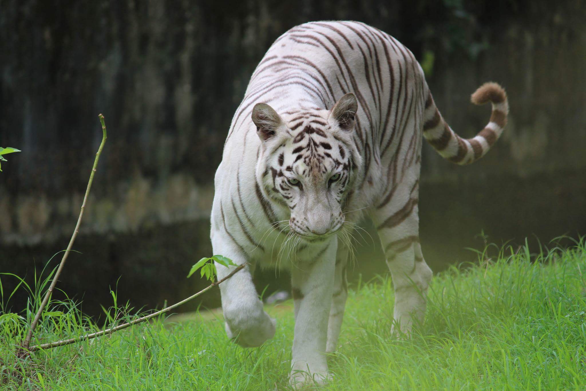 Alipore Zoological Garden, Attractions, Activities: Kolkata Finding_for_food