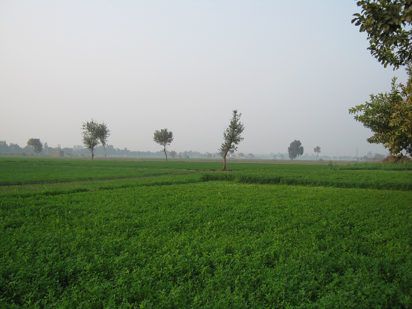 Haryana Haryana