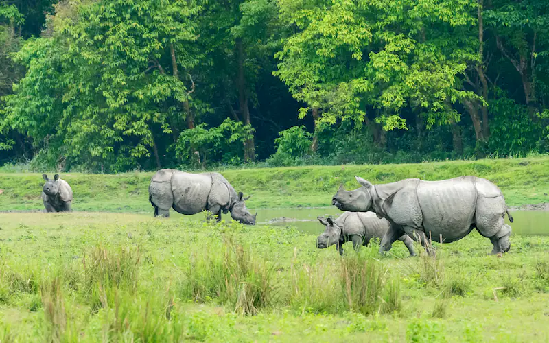 Kaziranga National Park