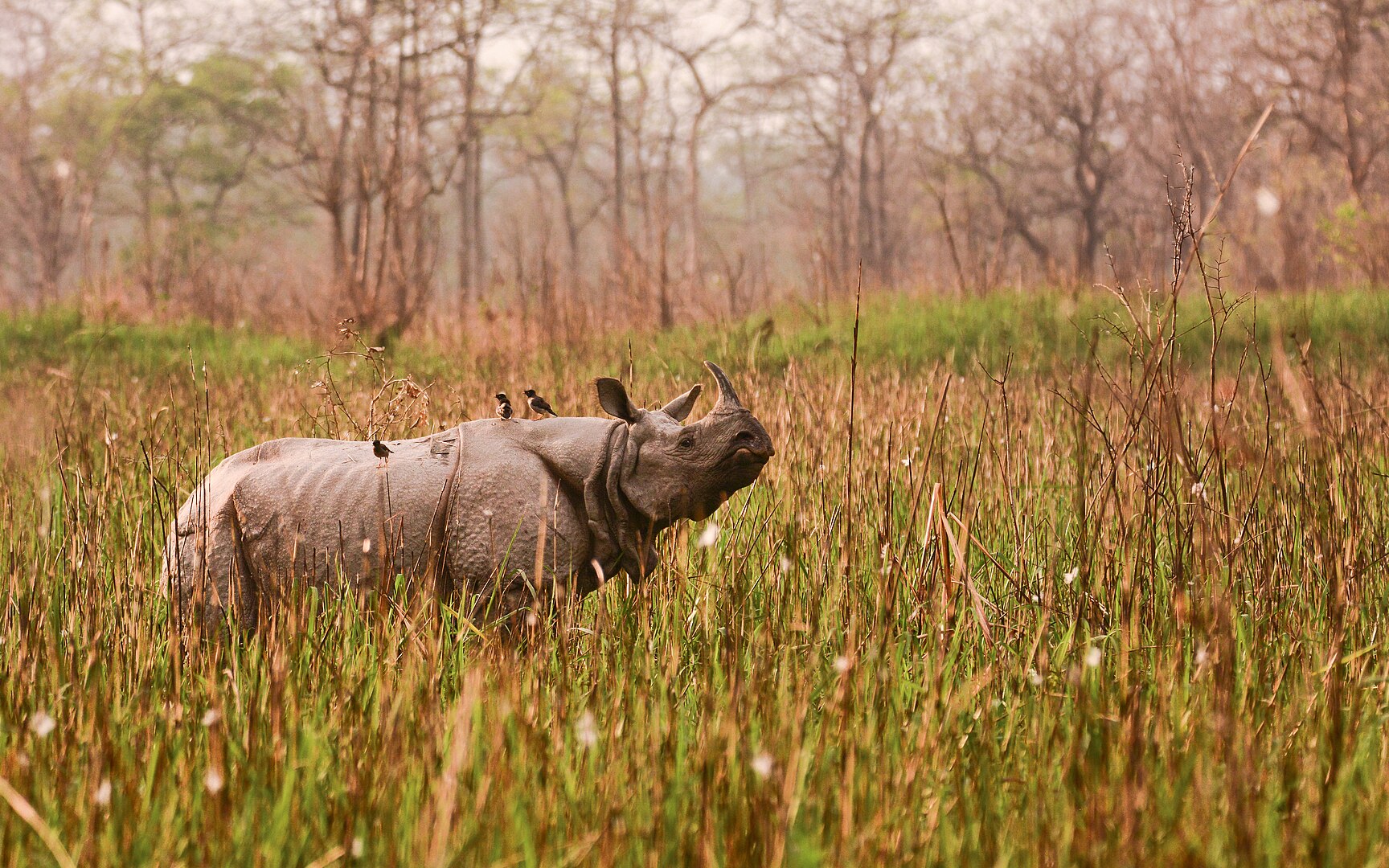 Orang National Park (Mini Kaziranga), Flora Fauna - Assam Orang National Park